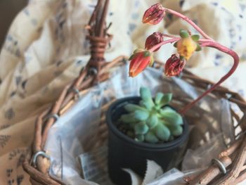 Close-up of potted plant