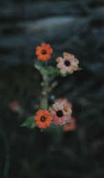 Close-up of flowering plant