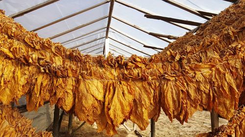 Low angle view of drying tobacco leaves on a shed