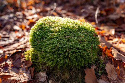 High angle view of plant growing on land