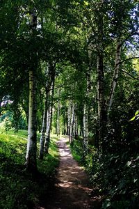 Trees in forest