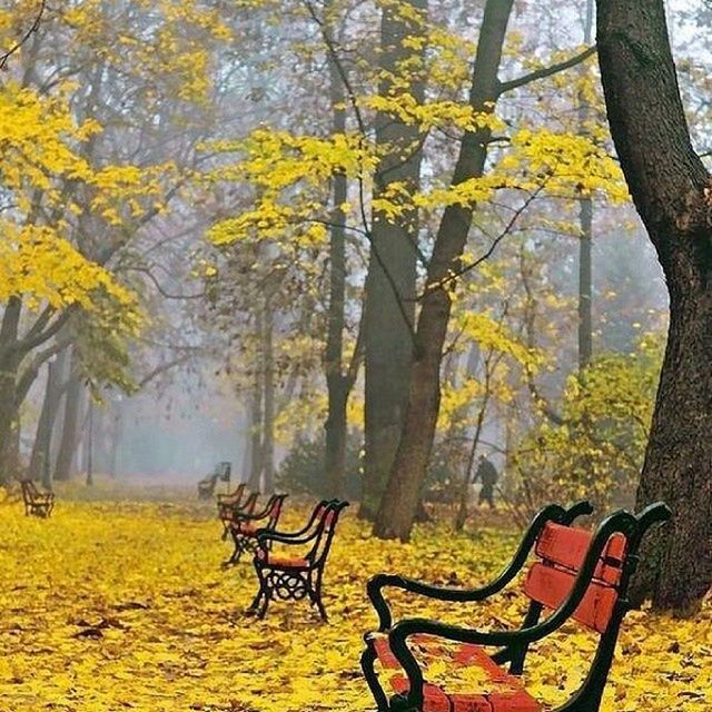 tree, bench, absence, empty, chair, tranquility, growth, tree trunk, nature, park bench, autumn, yellow, beauty in nature, tranquil scene, park - man made space, leaf, change, seat, scenics, branch