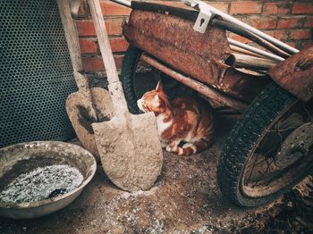 High angle view of cat sitting on floor