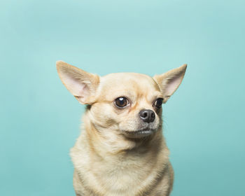 Close of up of tan chihuahua head against aqua blue backdrop