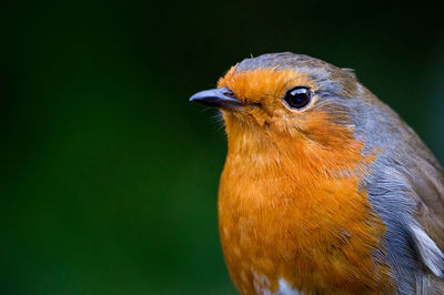 Close-up of small bird