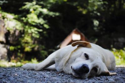 Stray dog relaxing on footpath