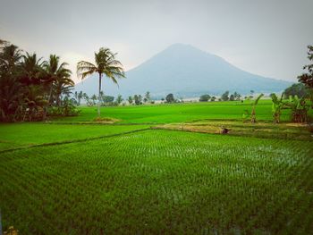 Scenic view of agricultural field against sky