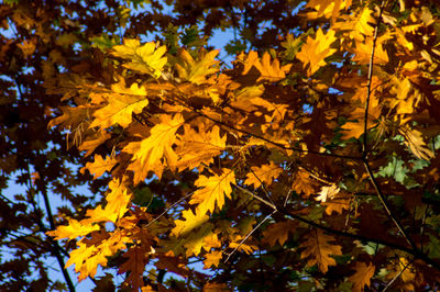 Low angle view of leaves on tree