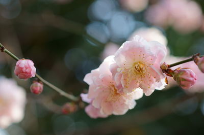 Close-up of flowers blooming outdoors