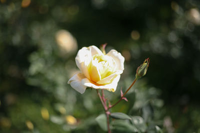 Close-up of white rose