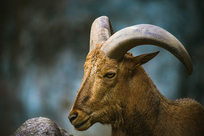 Close-up of deer