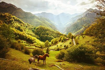 Horse grazing on field