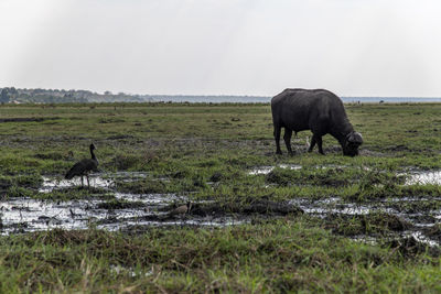 Buffalo in a field