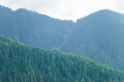 Scenic view of pine trees against mountains