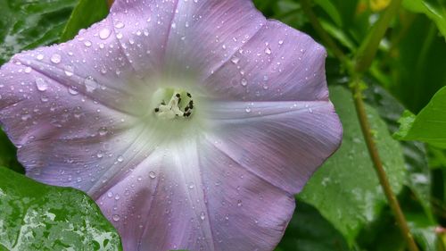 Close-up of wet purple flower in rain