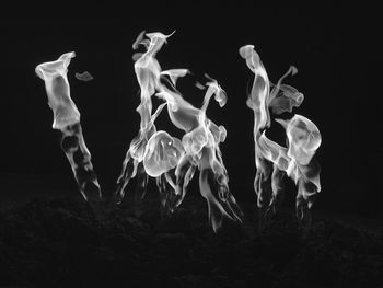 Close-up of leaves against black background