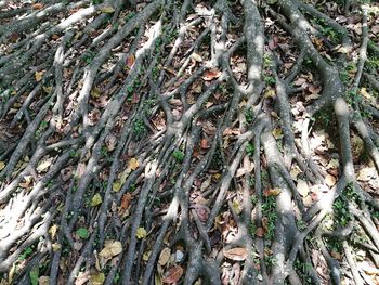 Full frame shot of trees in forest