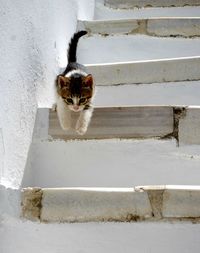 Portrait of kitten coming down steps
