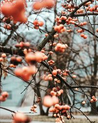 Close-up of berries on tree