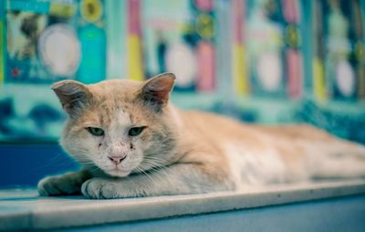 Close-up portrait of a cat