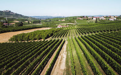 Scenic view of vineyard against sky