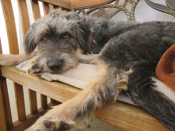 High angle view of dog resting at home