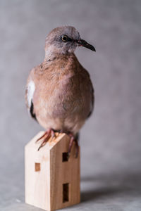 Close-up of bird perching on wooden post