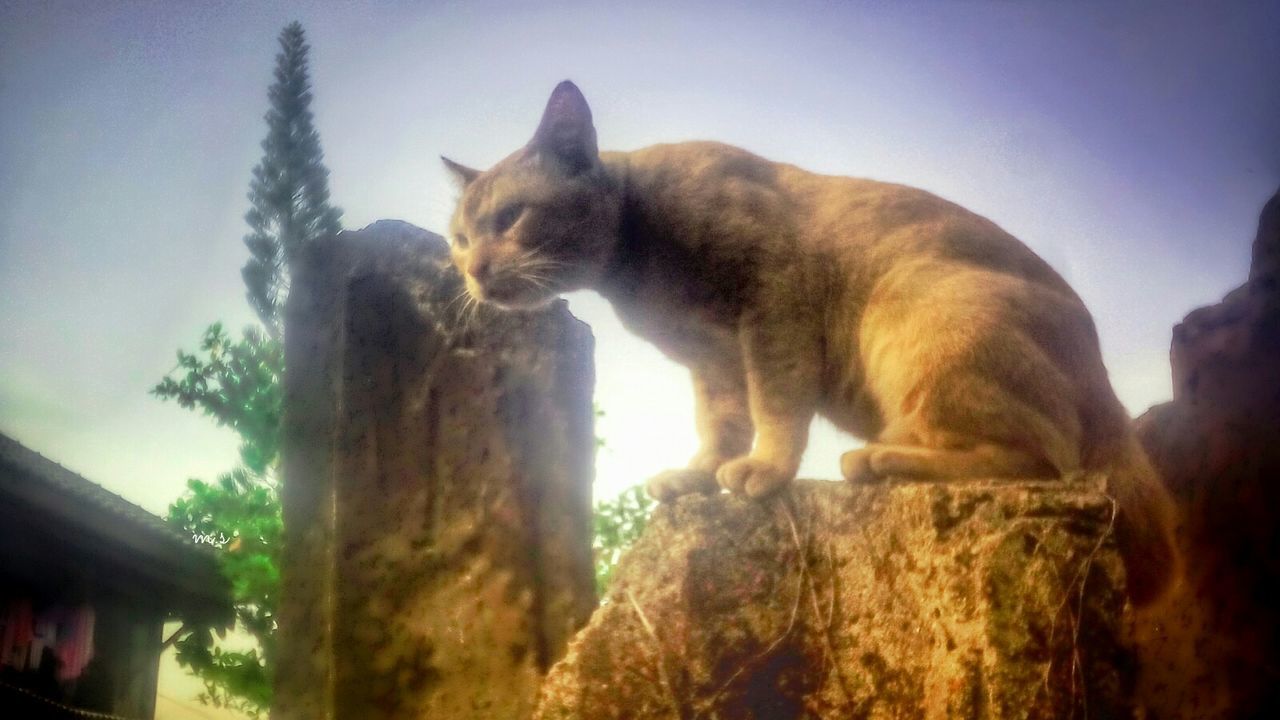 animal themes, mammal, one animal, domestic animals, domestic cat, low angle view, clear sky, cat, pets, feline, sky, sunlight, tree, day, outdoors, nature, no people, side view, standing, zoology