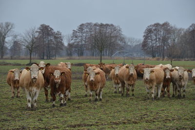 Horses in a field