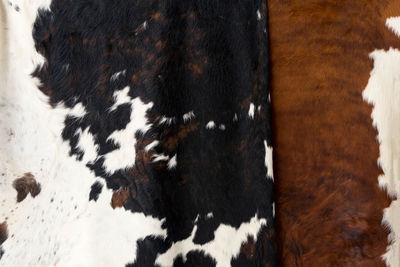 Close-up of cow