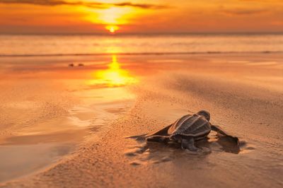 Close-up of crab at beach during sunset