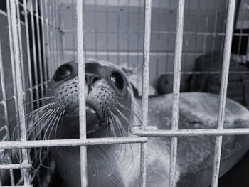 Close-up of baby seal in cage