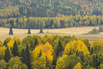 View of trees in forest during autumn