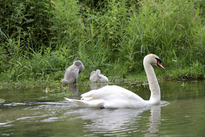 Swan floating on lake