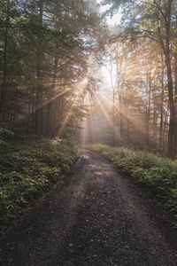 Road amidst trees in forest