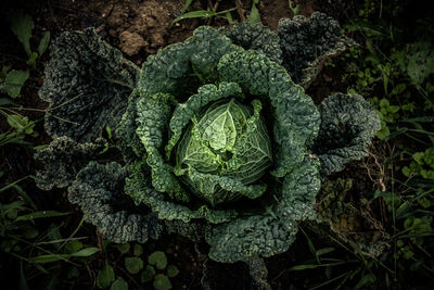 Close-up of fresh green plant