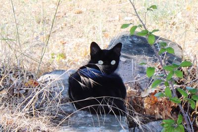 Portrait of black cat sitting on grass