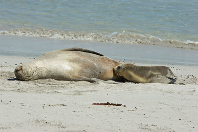 Seal bay, kangaroo island, australia