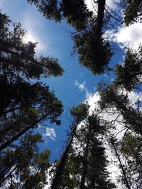 Low angle view of trees in forest against sky
