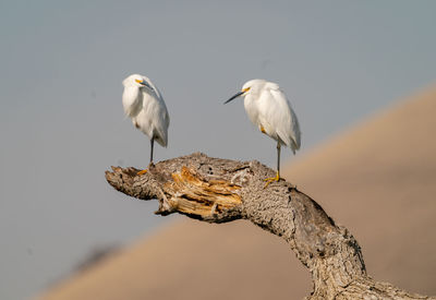 Snowy egrets perched on sunken tree on reservoir with blue sky and golden hills in background