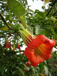 Close-up of red flower blooming on tree