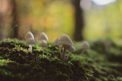 Close-up of mushroom growing on field