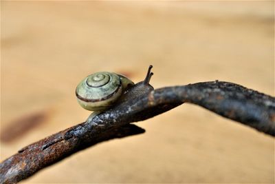 Close-up of snail