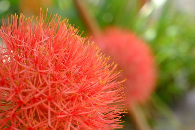 Close-up of red flower