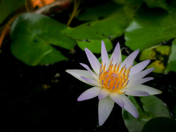 Close-up of white flower