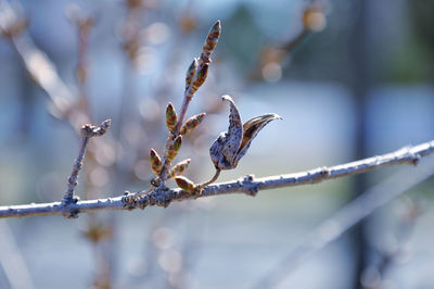 Close-up of dried forsythia seed pod on branch