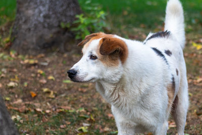 Close-up of dog looking away