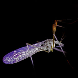 Close-up of insect over black background