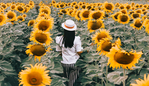 Sunflower field