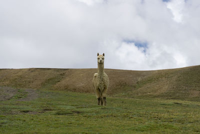 View of horse standing on field against sky